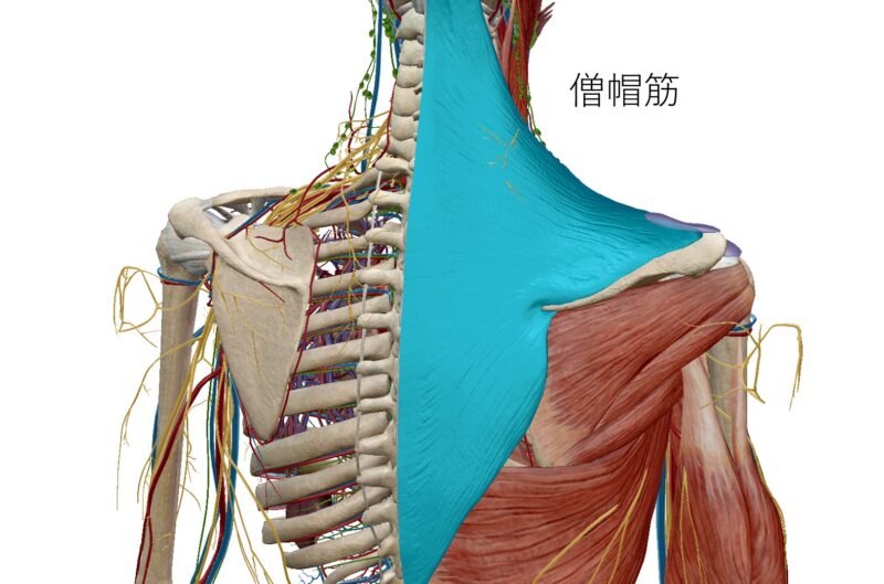 僧帽筋の図